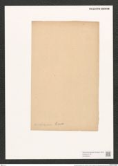 Pleurosigma nicobaricum Grun. (de-Toni-Nr.: Genus 13, Species 1021) Zeichnungen Sammlung Grunow (NHMW-BOT-W0368949)